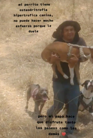 Illustration de l'article : Tous les jours, ce papa poule court avec son chien handicapé dans les bras pour lui permettre de s’amuser