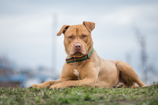Pitbull : histoire, caractéristiques, éducation et coût