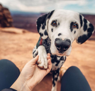 Illustration de l'article : 13 photos de chiens &agrave; l'aspect exceptionnel et qu'on ne se lasse pas de contempler