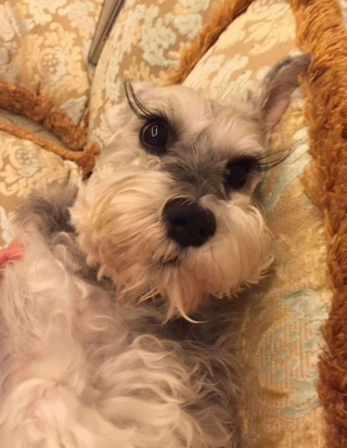 Illustration de l'article : 13 photos de chiens à l'aspect exceptionnel et qu'on ne se lasse pas de contempler