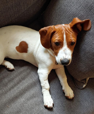 Illustration de l'article : 13 photos de chiens &agrave; l'aspect exceptionnel et qu'on ne se lasse pas de contempler