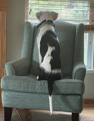 Illustration de l'article : 13 photos de chiens à l'aspect exceptionnel et qu'on ne se lasse pas de contempler