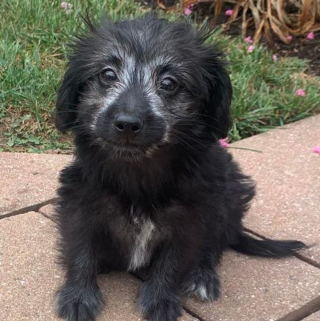 Illustration de l'article : 13 photos de chiens &agrave; l'aspect exceptionnel et qu'on ne se lasse pas de contempler