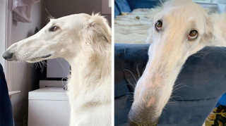 Illustration de l'article : 13 photos de chiens à l'aspect exceptionnel et qu'on ne se lasse pas de contempler