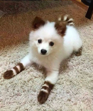 Illustration de l'article : 13 photos de chiens à l'aspect exceptionnel et qu'on ne se lasse pas de contempler