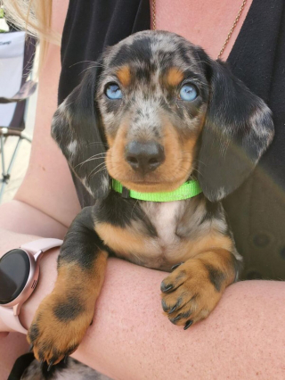 Illustration de l'article : 13 photos de chiens à l'aspect exceptionnel et qu'on ne se lasse pas de contempler