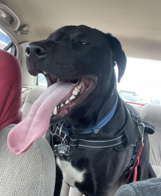 Illustration de l'article : 13 photos de chiens à l'aspect exceptionnel et qu'on ne se lasse pas de contempler