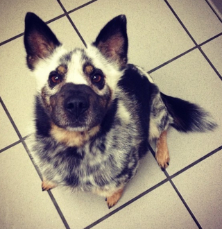 Illustration de l'article : 13 photos de chiens à l'aspect exceptionnel et qu'on ne se lasse pas de contempler