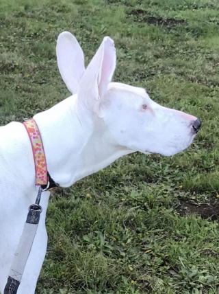 Illustration de l'article : 13 photos de chiens à l'aspect exceptionnel et qu'on ne se lasse pas de contempler