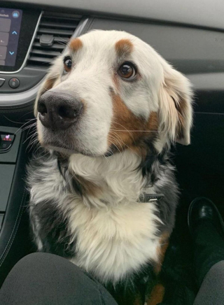 Illustration de l'article : 13 photos de chiens à l'aspect exceptionnel et qu'on ne se lasse pas de contempler