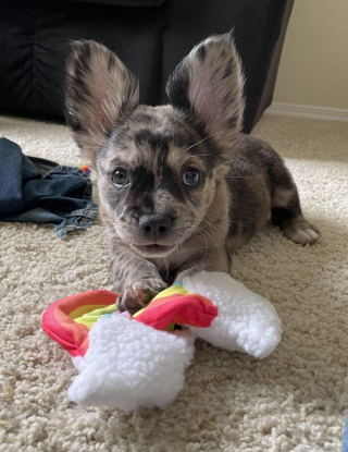 Illustration de l'article : 13 photos de chiens à l'aspect exceptionnel et qu'on ne se lasse pas de contempler