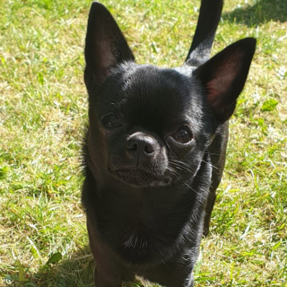 Illustration de l'article : 20 photos de chiens qui adoptent leur regard à la fois triste et séducteur dès qu'ils vous voient manger quelque chose