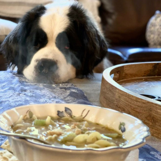 Illustration de l'article : 20 photos de chiens qui adoptent leur regard à la fois triste et séducteur dès qu'ils vous voient manger quelque chose