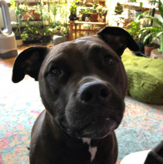 Illustration de l'article : 20 photos de chiens qui adoptent leur regard à la fois triste et séducteur dès qu'ils vous voient manger quelque chose