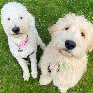 Illustration de l'article : 20 photos de chiens qui adoptent leur regard à la fois triste et séducteur dès qu'ils vous voient manger quelque chose