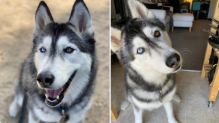 Illustration de l'article : 20 photos de chiens qui adoptent leur regard à la fois triste et séducteur dès qu'ils vous voient manger quelque chose