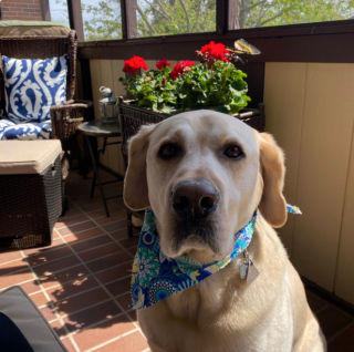 Illustration de l'article : 20 photos de chiens qui adoptent leur regard à la fois triste et séducteur dès qu'ils vous voient manger quelque chose