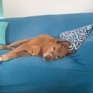 Illustration de l'article : 20 photos de chiens qui adoptent leur regard à la fois triste et séducteur dès qu'ils vous voient manger quelque chose