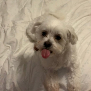 Illustration de l'article : 20 photos de chiens qui adoptent leur regard à la fois triste et séducteur dès qu'ils vous voient manger quelque chose