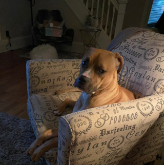 Illustration de l'article : 20 photos de chiens qui adoptent leur regard à la fois triste et séducteur dès qu'ils vous voient manger quelque chose