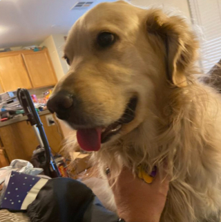 Illustration de l'article : 20 photos de chiens qui adoptent leur regard à la fois triste et séducteur dès qu'ils vous voient manger quelque chose