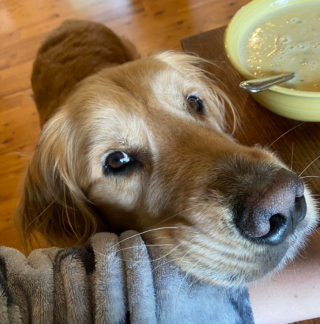 Illustration de l'article : 20 photos de chiens qui adoptent leur regard à la fois triste et séducteur dès qu'ils vous voient manger quelque chose