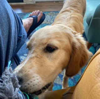 Illustration de l'article : 20 photos de chiens qui adoptent leur regard à la fois triste et séducteur dès qu'ils vous voient manger quelque chose