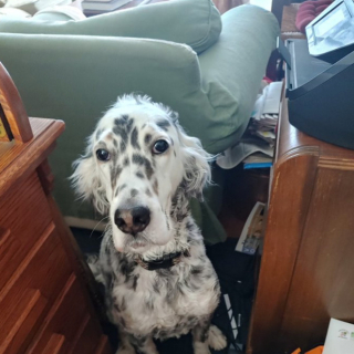 Illustration de l'article : 20 photos de chiens qui adoptent leur regard à la fois triste et séducteur dès qu'ils vous voient manger quelque chose