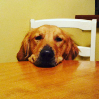 Illustration de l'article : 20 photos de chiens qui adoptent leur regard à la fois triste et séducteur dès qu'ils vous voient manger quelque chose