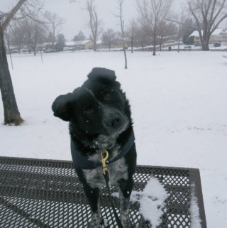 Illustration de l'article : 20 photos de chiens qui adoptent leur regard à la fois triste et séducteur dès qu'ils vous voient manger quelque chose
