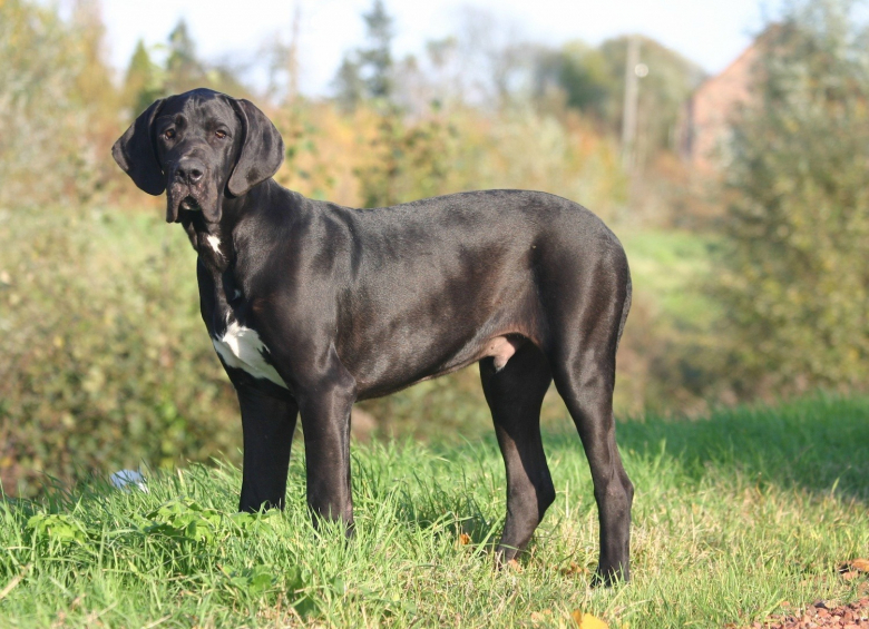 Dogue Allemand IV - Urne pour cendres de chien, buste de chien, grande