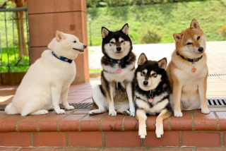 Illustration de l'article : 20 hilarantes photos de groupe "gâchées" par Hina, le Shiba Inu qui adore faire sa loi
