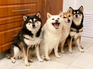Illustration de l'article : 20 hilarantes photos de groupe "gâchées" par Hina, le Shiba Inu qui adore faire sa loi