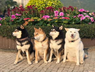 Illustration de l'article : 20 hilarantes photos de groupe "gâchées" par Hina, le Shiba Inu qui adore faire sa loi