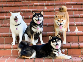 Illustration de l'article : 20 hilarantes photos de groupe "gâchées" par Hina, le Shiba Inu qui adore faire sa loi