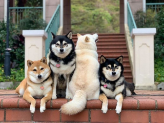 Illustration de l'article : 20 hilarantes photos de groupe "gâchées" par Hina, le Shiba Inu qui adore faire sa loi