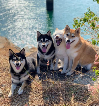 Illustration de l'article : 20 hilarantes photos de groupe "gâchées" par Hina, le Shiba Inu qui adore faire sa loi