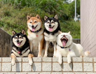 Illustration de l'article : 20 hilarantes photos de groupe "gâchées" par Hina, le Shiba Inu qui adore faire sa loi