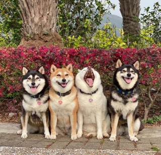 Illustration de l'article : 20 hilarantes photos de groupe "gâchées" par Hina, le Shiba Inu qui adore faire sa loi