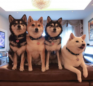Illustration de l'article : 20 hilarantes photos de groupe "gâchées" par Hina, le Shiba Inu qui adore faire sa loi