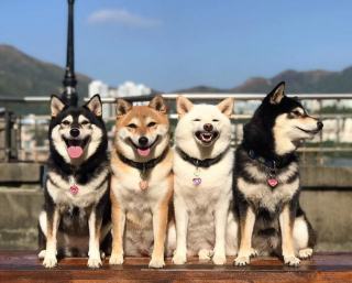 Illustration de l'article : 20 hilarantes photos de groupe "gâchées" par Hina, le Shiba Inu qui adore faire sa loi