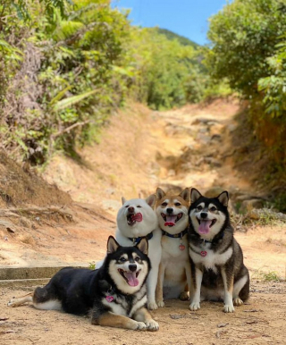 Illustration de l'article : 20 hilarantes photos de groupe "gâchées" par Hina, le Shiba Inu qui adore faire sa loi
