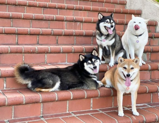 Illustration de l'article : 20 hilarantes photos de groupe "gâchées" par Hina, le Shiba Inu qui adore faire sa loi