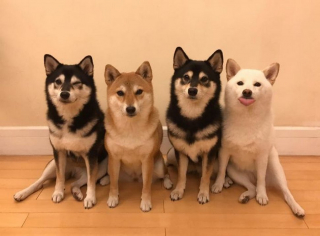 Illustration de l'article : 20 hilarantes photos de groupe "gâchées" par Hina, le Shiba Inu qui adore faire sa loi