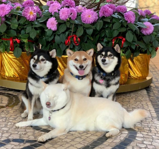 Illustration de l'article : 20 hilarantes photos de groupe "gâchées" par Hina, le Shiba Inu qui adore faire sa loi
