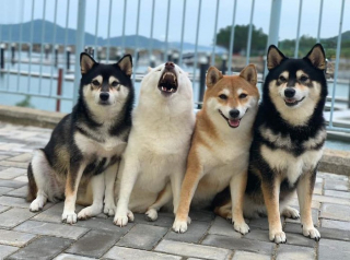 Illustration de l'article : 20 hilarantes photos de groupe "gâchées" par Hina, le Shiba Inu qui adore faire sa loi