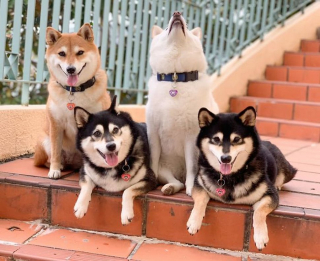 Illustration de l'article : 20 hilarantes photos de groupe "gâchées" par Hina, le Shiba Inu qui adore faire sa loi