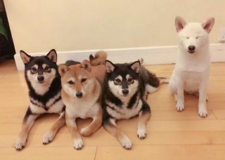 Illustration de l'article : 20 hilarantes photos de groupe "gâchées" par Hina, le Shiba Inu qui adore faire sa loi