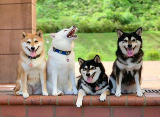 Illustration de l'article : 20 hilarantes photos de groupe "gâchées" par Hina, le Shiba Inu qui adore faire sa loi