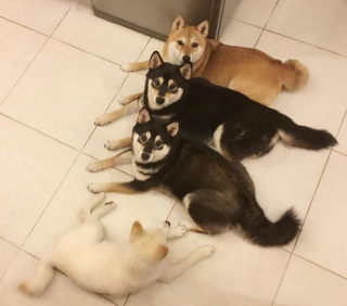 Illustration de l'article : 20 hilarantes photos de groupe "gâchées" par Hina, le Shiba Inu qui adore faire sa loi